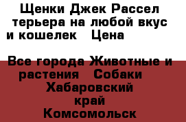 Щенки Джек Рассел терьера на любой вкус и кошелек › Цена ­ 13 000 - Все города Животные и растения » Собаки   . Хабаровский край,Комсомольск-на-Амуре г.